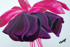 Purple fuschia