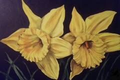 Two daffodil heads