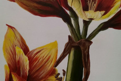 Amaryllis