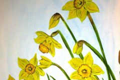 Spring daffodils