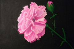 Pink carnation